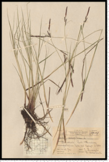 Carex cespitosa L.