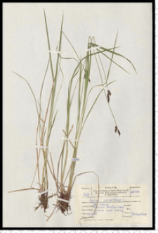 Carex cespitosa L.