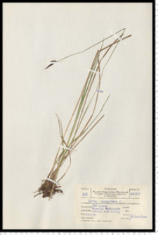 Carex cespitosa L.