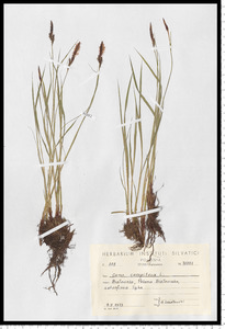 Carex cespitosa L.