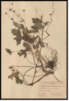 Ranunculus repens L.