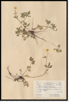 Ranunculus repens L.