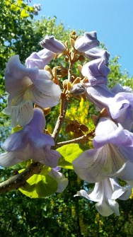 Paulownia tomentosa (Thunb. ex Murr.) Steudel