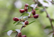 Cotoneaster nitens Rehder & E. H. Wilson