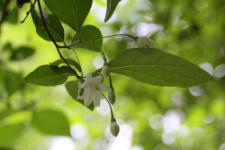 Styrax japonicus Siebold et Zucc.