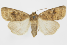 Caradrina morphens
