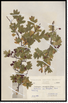 Crataegus monogyna Jacq.