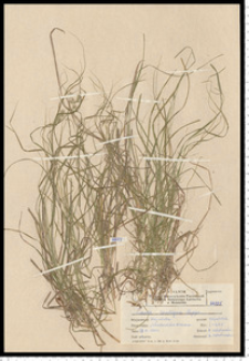 Carex spicata Huds.