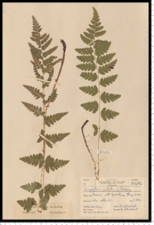 Dryopteris cristata (L.) A. Gray