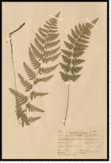 Dryopteris cristata (L.) A. Gray