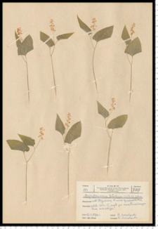 Maianthemum bifolium (L.) F. W. Schmidt