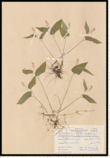 Maianthemum bifolium (L.) F. W. Schmidt