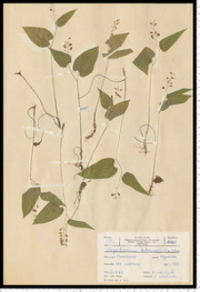 Maianthemum bifolium (L.) F. W. Schmidt