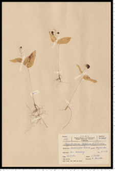 Maianthemum bifolium (L.) F. W. Schmidt