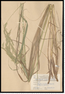 Calamagrostis epigejos (L.) Roth