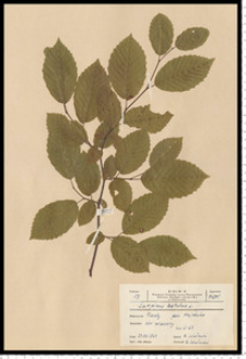 Carpinus betulus L.