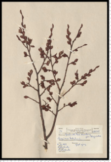 Carpinus betulus L.