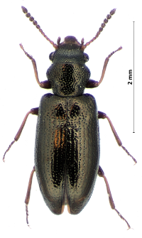 Rabocerus foveolatus (Ljungh, 1824)