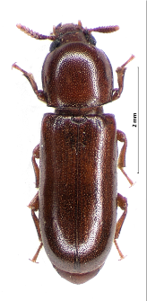 Corticeus fraxini (Kugelann, 1794)