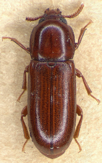 Corticeus longulus (Gyllenhal, 1827)