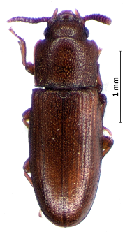 Corticeus pini (Panzer, 1799)