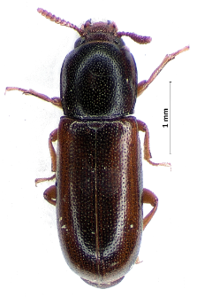Corticeus suturalis (Pykull, 1800)