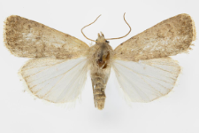 Caradrina clavipalpis