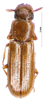 Latheticus oryzae Waterhouse, 1880