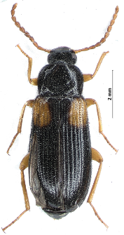 Mycetochara flavipes (Fabricius, 1792)