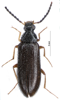 Mycetochara linearis (Illiger, 1794)