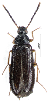 Mycetochara pygmaea (L. Redtenbacher, 1874)