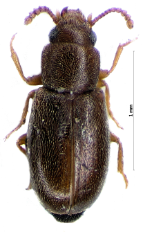 Myrmechixenus vaporariorum Guérin, 1843