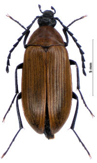 Pseudocistela ceramboides (Linnaeus, 1758)