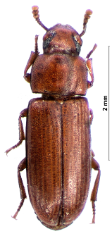 Tribolium castaneum (Herbst, 1797)