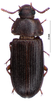 Cynaeus angustus (Leconte, 1851)