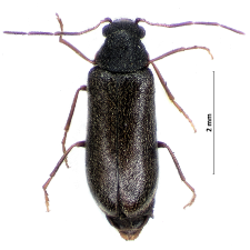 Ernobius longicornis (J. Sturm, 1837)