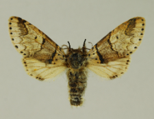 Furcula bifida (Brahm, 1787)