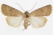 Caradrina clavipalpis