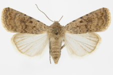 Caradrina clavipalpis