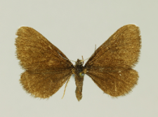 Odezia atrata (Linnaeus, 1758)