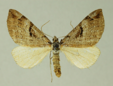 Aplocera praeformata (Hübner, 1826)