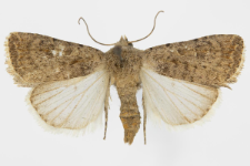 Caradrina clavipalpis