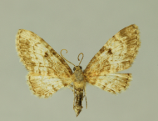 Eupithecia tantillaria Boisduval, 1840