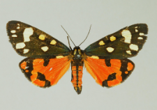 Callimorpha dominula (Linnaeus, 1758)