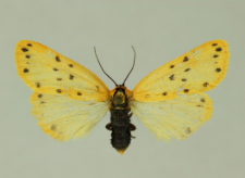 Setina irrorella (Linnaeus, 1758)