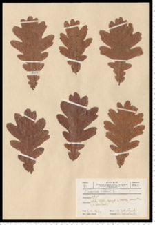 Quercus robur L.