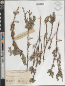 S[alix] rosmarinifolia L.