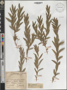 S[alix] rosmarinifolia L.
