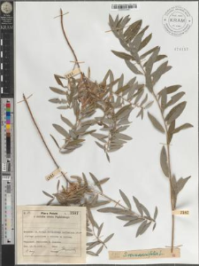 S[alix] rosmarinifolia L.