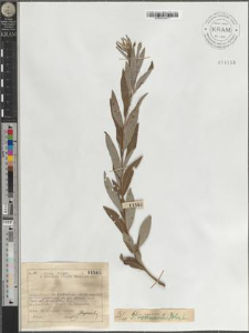 S[alix] rosmarinifolia L.